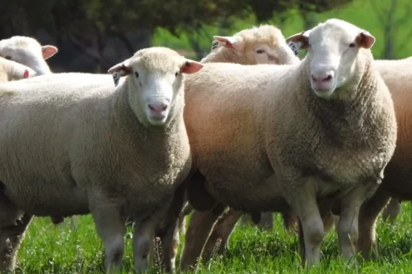 rams-5